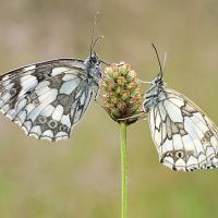 Marbled Whites 2 OLYMPUS DIGITAL CAMERA